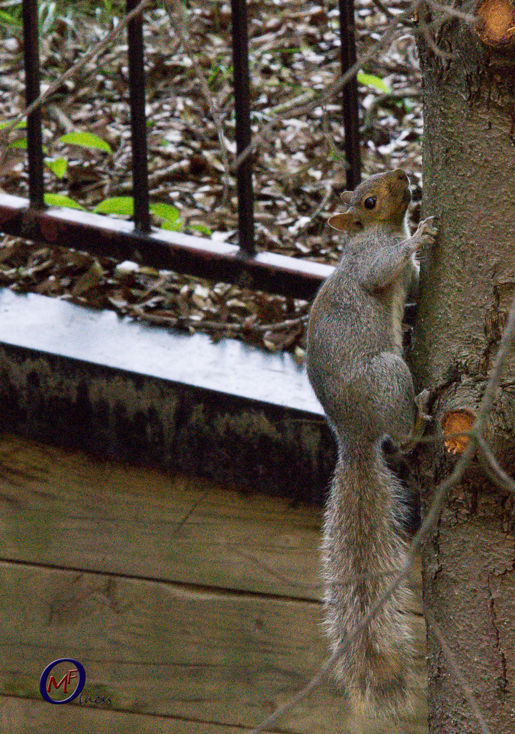 squirrel from over the hedge squirrel from over the hedge